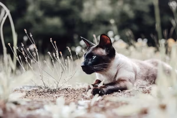 Assim como a raça Siamês, o gato Thai também tem pelagem em tom creme