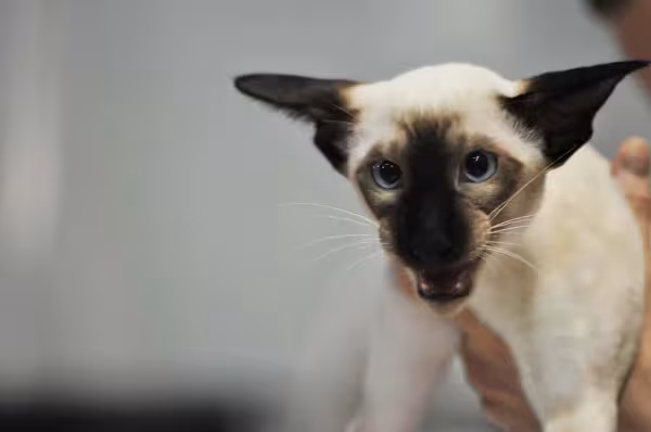 Imagem: gato Siamês com orelhas escuras e super pontudas vai te conquistar!