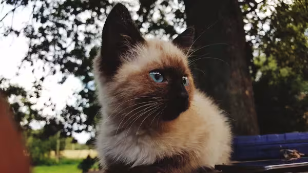 Filhote de Sialata é mais peludo que filhote de gato Siamês.