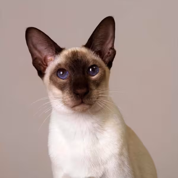Imagens de gato Siamês e gato Thai: raças orientais são bem parecidas!