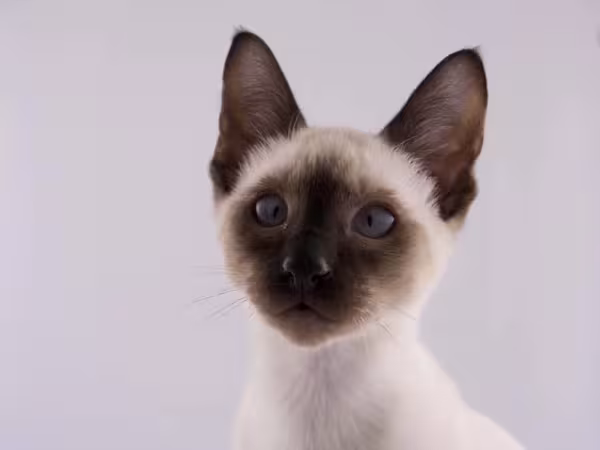 O filhote de Sialata, assim como o filhote de gato Siamês, aprende rápido a ser fiel ao tutor.