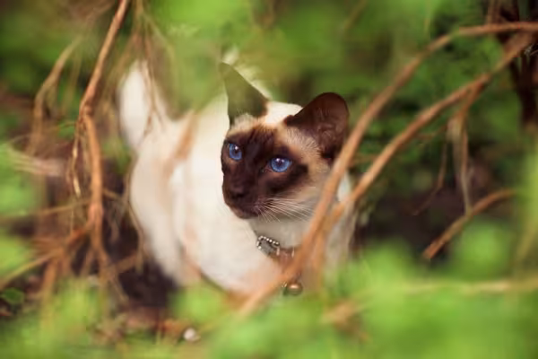 É importante passear com o gato Siamês de vez em quando.