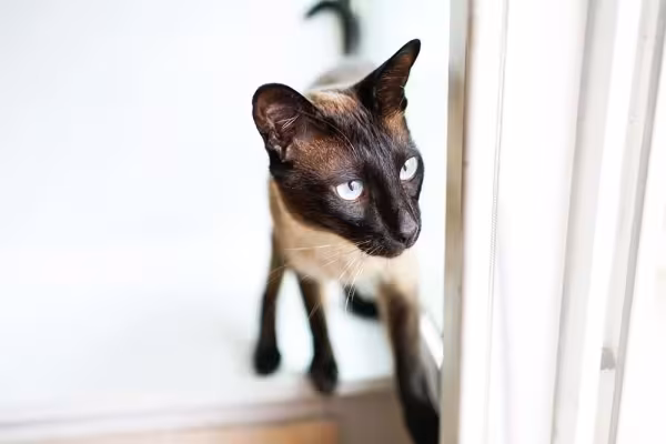Não podem faltar brincadeiras na rotina de um gato Siamês