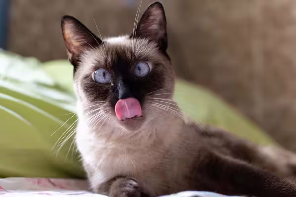 Os Sialatas são super dóceis, uma das características que herdaram do gato Siamês.