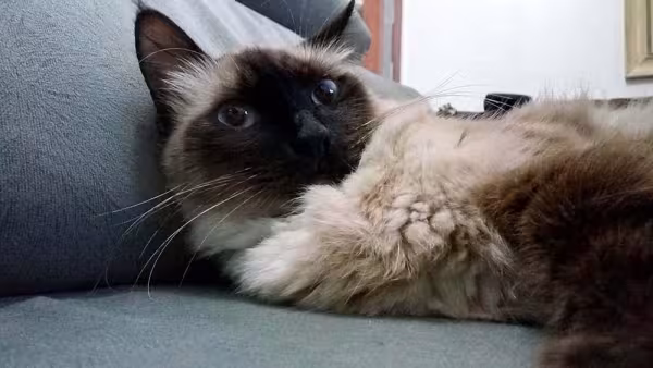 Alguns Sialatas podem ser peludinhos, bem diferentes do gato Siamês de raça.