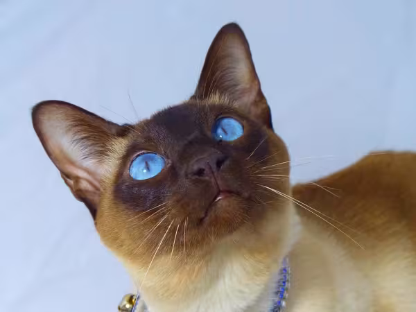 Foto de Sialata em tons de mel: o olho azul da raça de gato Siamês dá um toque especial.