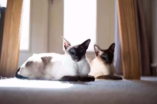 Imagens de gato Siamês: conheça a raça!
