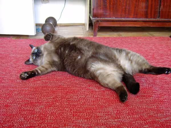 O Sialata é super sociável, assim como gato Siamês.
