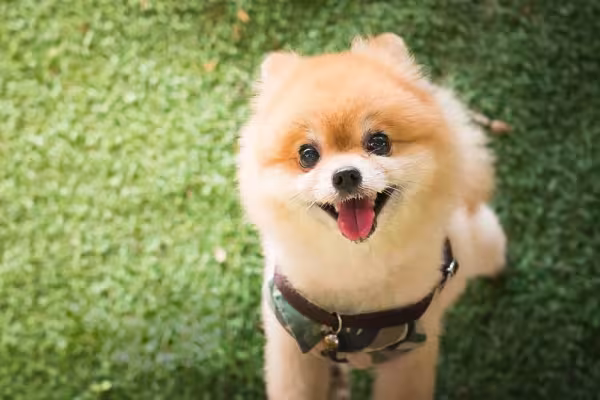 Após adotar um filhote de Spitz Alemão, o primeiro passo é escolher um nome para ele