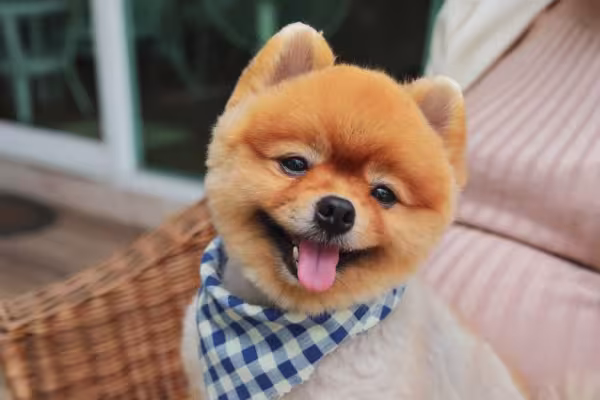 O nome para Spitz Alemão deve ser de fácil memorização para o animal