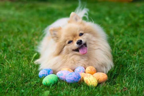 O cachorro Lulu da Pomerânia é apegado ao dono e vai ao seu encontro sempre que chamá-lo