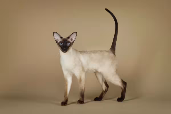 Os gateiros amam imagens de gato Siamês!