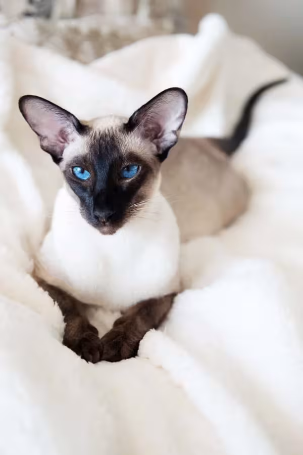 A mancha simetrica no focinho é uma característica do gato Siamês
