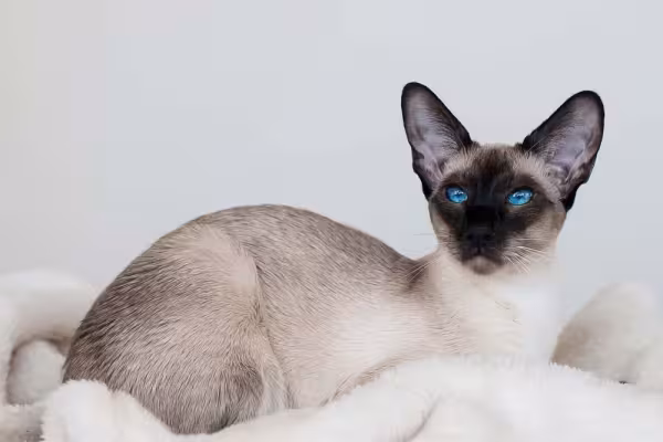 E todos os gatos Siamês gostam de ficar quietinhos e confortáveis.