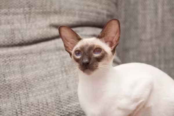 Carinho deve fazer parte da rotina do gato Siamês