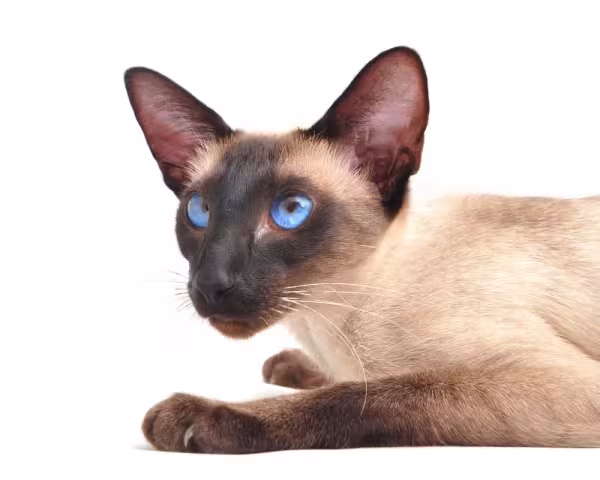 Gato Siamês: imagem mostra como eles são exóticos.