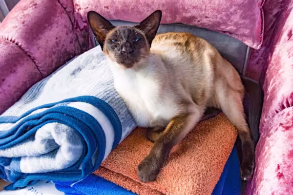 A raça de gato Siamês é dorminhoca