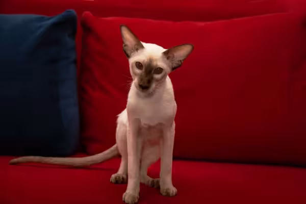 O gato Siamês é uma raça fiel ao tutor
