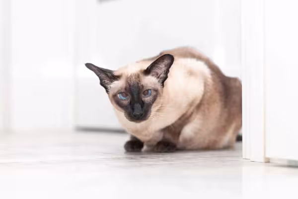 A raça de gato Siamês mede até 30 cm