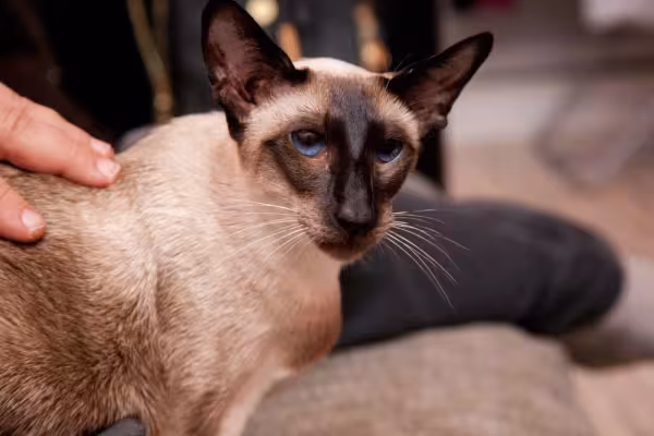A raça de gato Siamês ama afeto e contato físico!