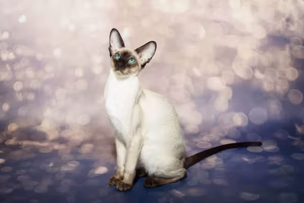 Não vai ter tédio com um gato Siamês em casa!