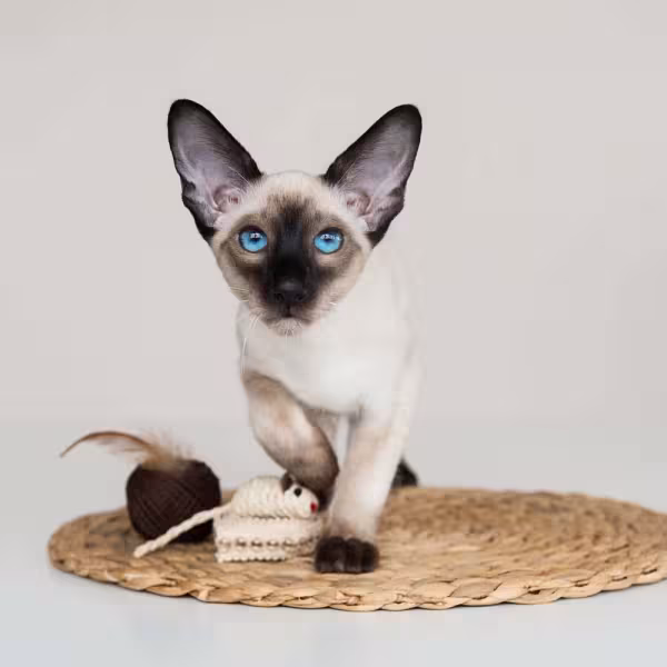 O filhote de gato Siamês ama brincar