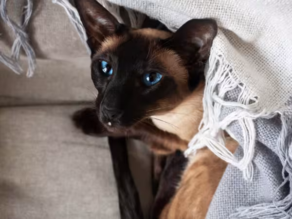 A raça de gato Siamês ama estar pertinho do tutor