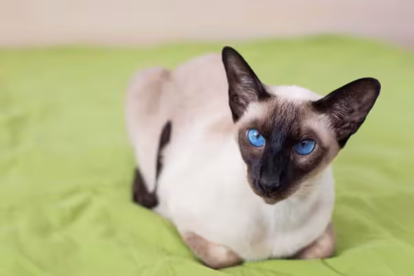 As orelhas grandes e pontudas é uma das características do gato Siamês