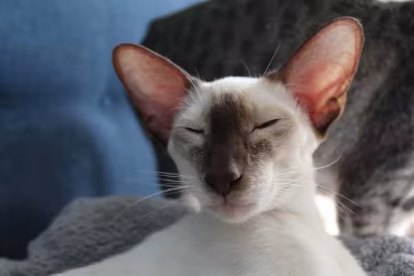 Não falta carinho em um lar com um gato Siamês