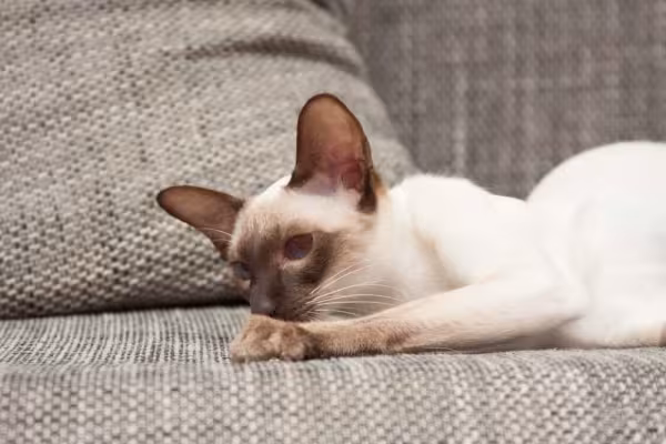 O filhote de gato Siamês tem os olhos brilhantes e azuis