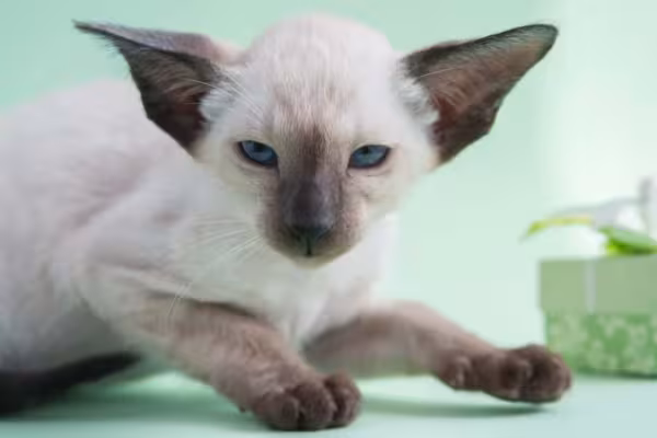Como não se apaixonar por um filhote de gato Siamês?