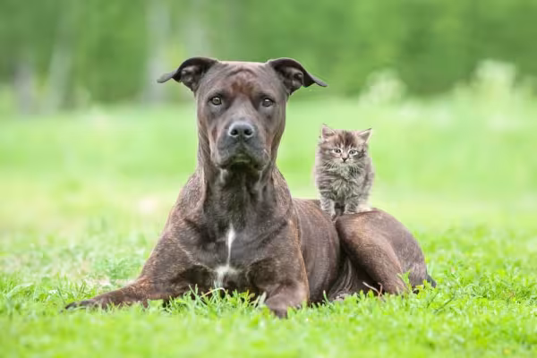 Gato ou cachorro? Você pode ter os dois no seu apartamento!