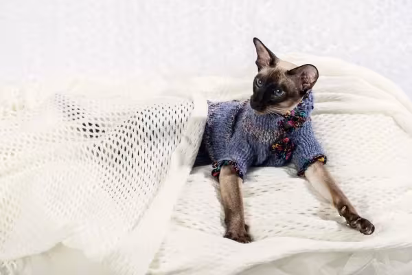 O gato Siamês adora estar aquecido!