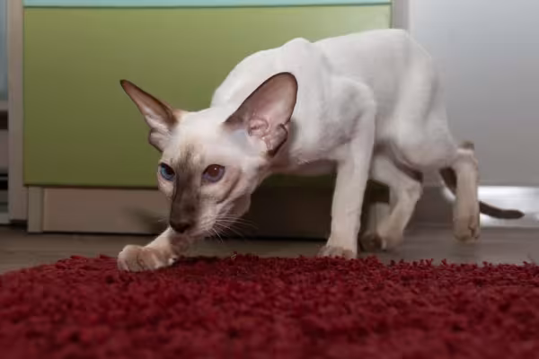 O gato Siamês tem um corpinho fino e magro