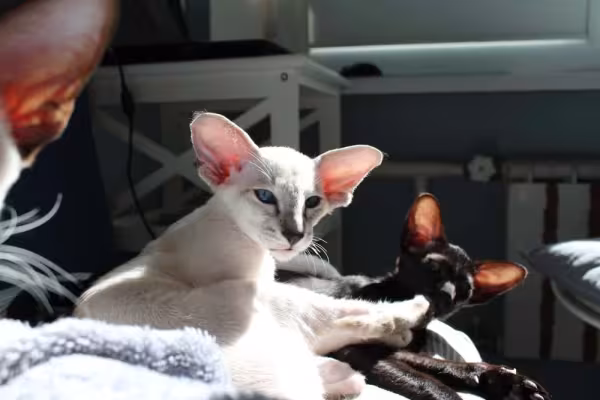 O gato Siamês é considerado um animal oriental