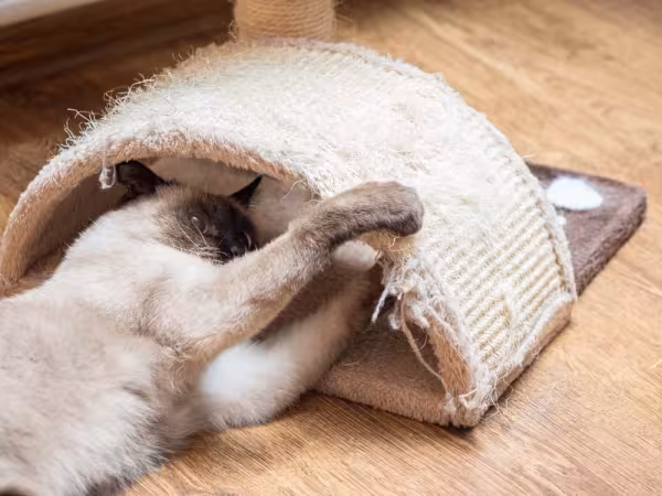 Foto de gato Siamês ou Sialata? Observar a pelagem do pet é o truque para descobrir!