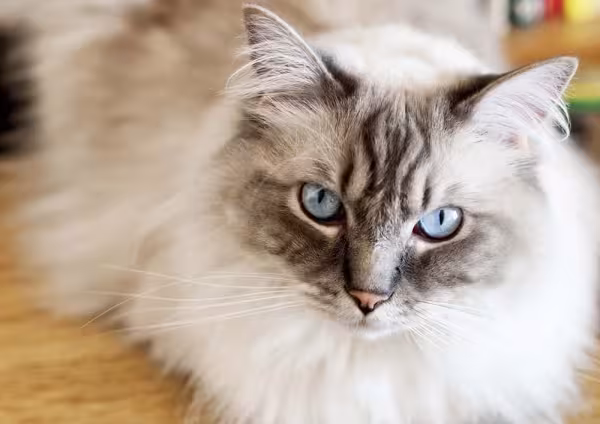 A beleza do gato Ragdoll é admirável