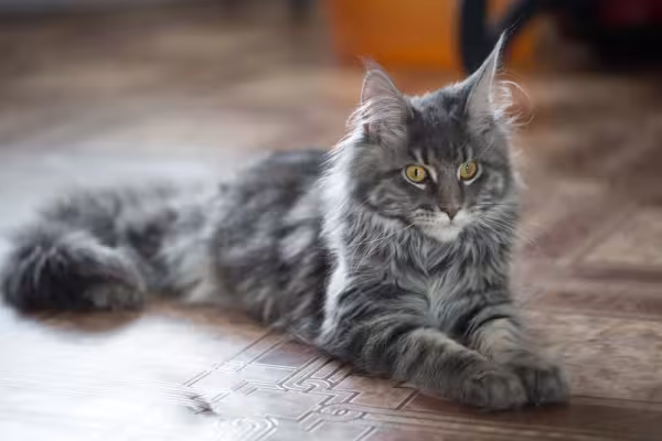 O Maine Coon é bem peludo e pode ter várias cores