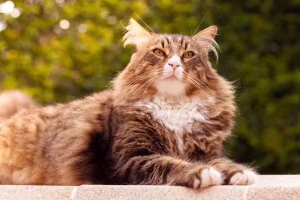 Raça de gato Maine Coon é muito inteligente e sociável