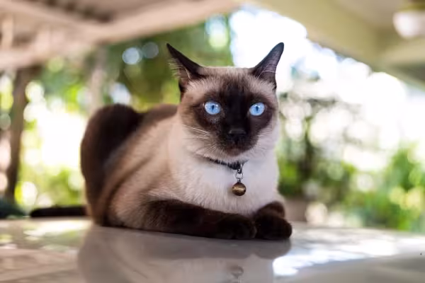 O gato Siamês tem uma pelagem bem caracterí­stica