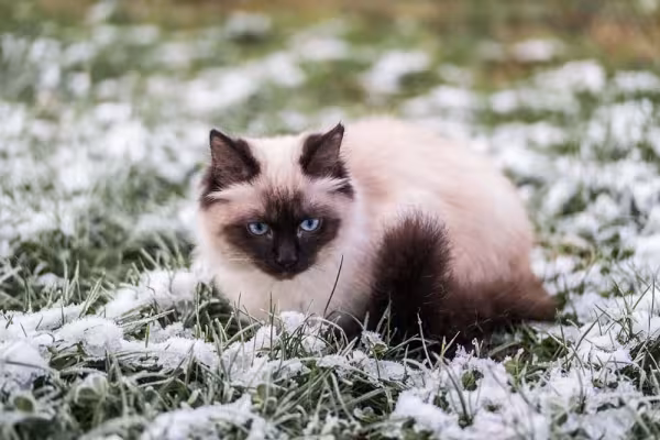 Raça de gato Birmanês é muito apegada e pode ser ciumenta