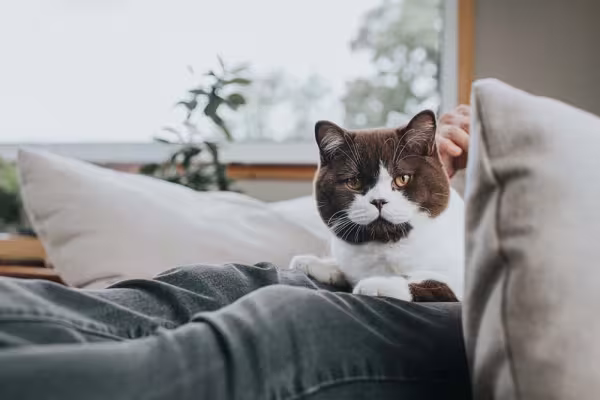 O gato de Pelo Curto Inglês se dá bem com todo tipo de gente