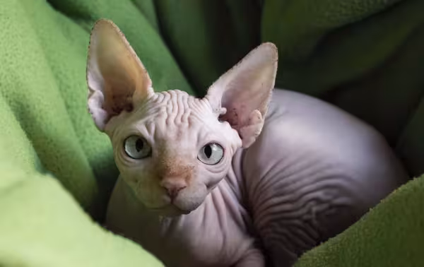 O gato Sphynx ésuper apegado com os humanos e ama um chamego