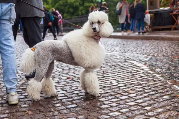 O Poodle gigante é outro cão guia que mesmo fofinho possui porte atlético e protetor