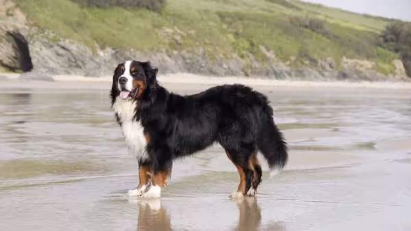 Sempre que o Bernese se molhar, é importante secar muito bem seus pelos