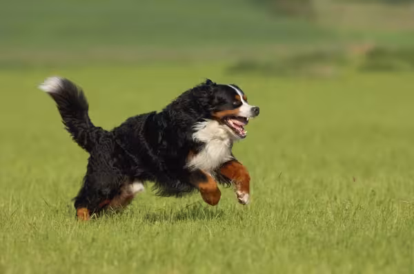 Cachorro Bernese aprecia bastante casas com quintais e espaços abertos
