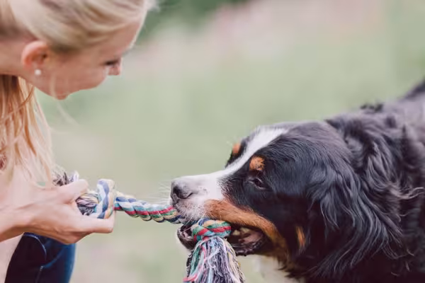 O cachorro Bernese ama brincar com seus donos