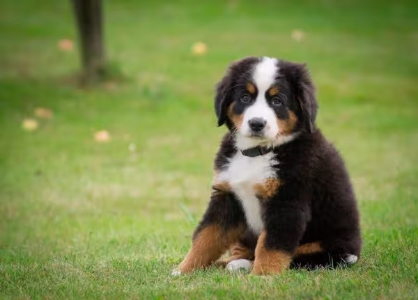 Bernese Mountain Dog: preço do filhote vai depender do canil