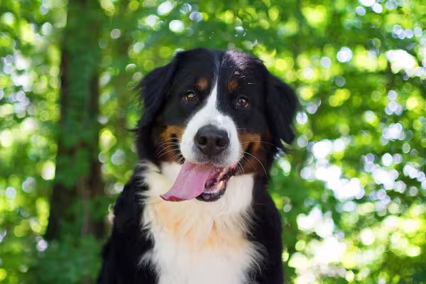 Pelos do Bernese são marcados por preto com manchas brancas e marrom avermelhadas