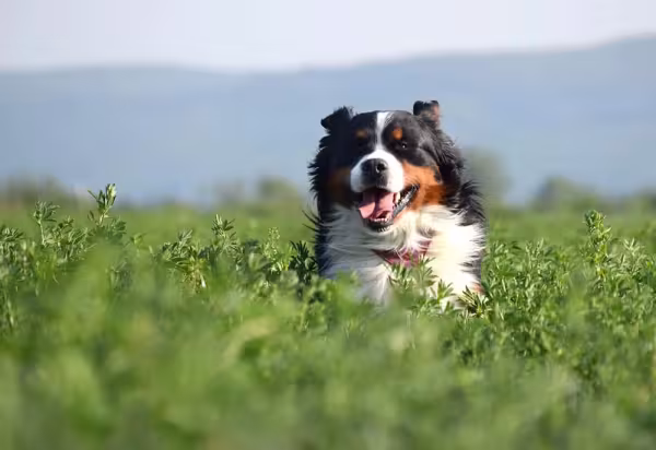 Inteligente, o Bernese aprende com facilidade
